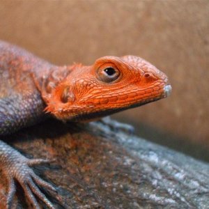 Agama Mwanza