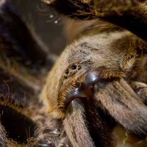 Lividum (6 of 1)