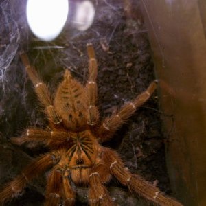 murinus