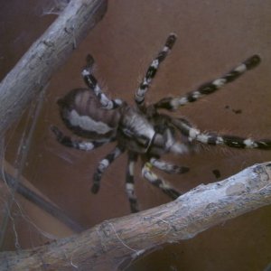 regalis