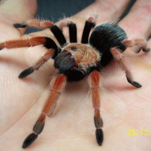 B.Boehmei
