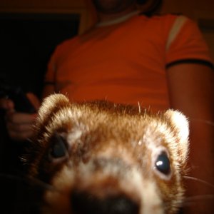 moki