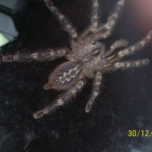P.fasciata