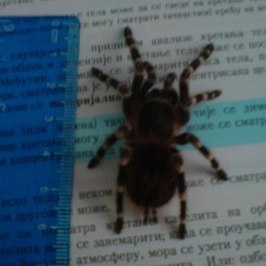 a. geniculata