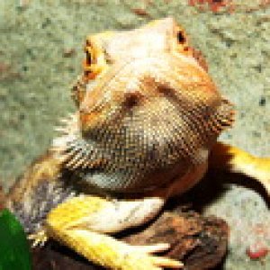 agama Gari