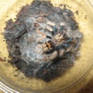 Avicularia_geroldi - Malisa