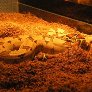 Basking spot
