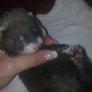 munja