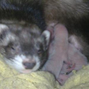 brizna mama