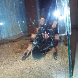 Brachypelma emilia