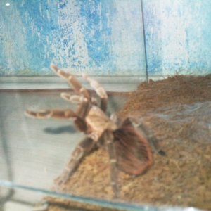 Brachypelma vagans