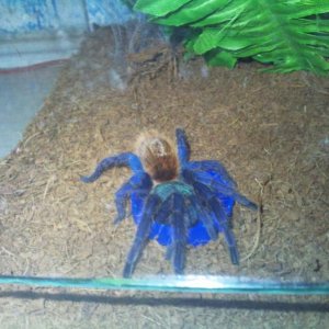Chromatopelma cyaneopubescens
