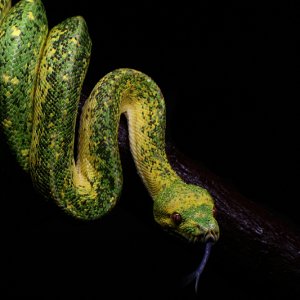 Melanistic muzjak