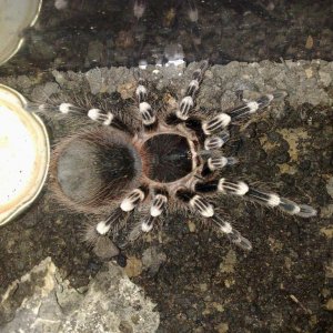 a.geniculata 1