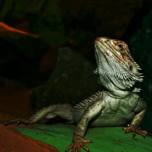 agama