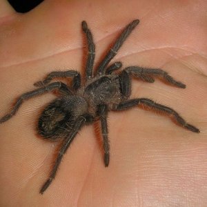 Parahybana