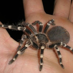 Geniculata