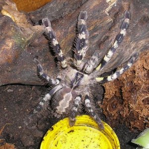 Poecilotheria Regalis