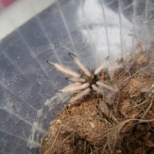 DSC00054  MOLT