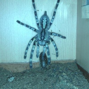 P. fasciata