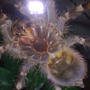 A. geniculata ventral