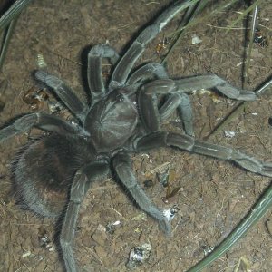 P. sp. Santo Domingo Goliath zenka 13-14cm