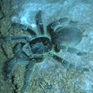 C. marshalli 7-8cm