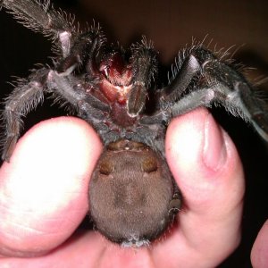 G. pulchra muzjak