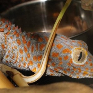 Tokay gecko/muzijak