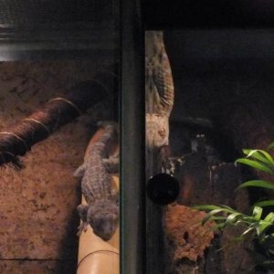 Tokay gecko/muzijak i zenka