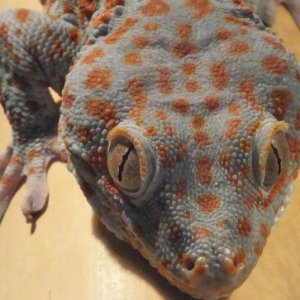 Tokay gecko/muzijak