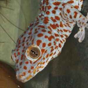 Tokay gecko/Muzijak