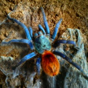 blay female chromatoplema cyaneopubescens