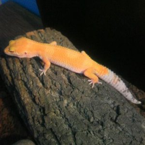 Stella Gecko Hybino Sunglow