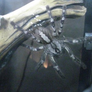P.regalis