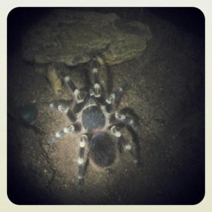 A.geniculata
