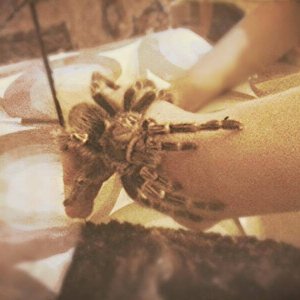G.Pulchripes na ruci ne znam da li je dozvoljena ovde takva slika ako nije obratite mi se pa cu je ukloniti :) izvinjavam se ako sam pogresio :D
